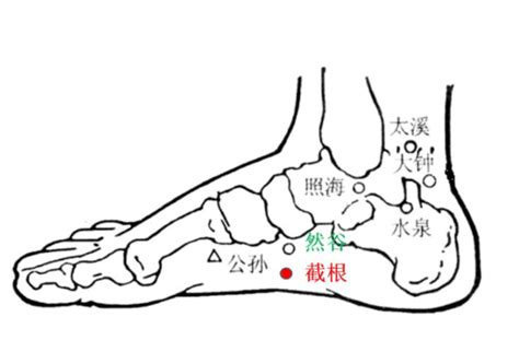 截根穴位置|截根穴在什么位置